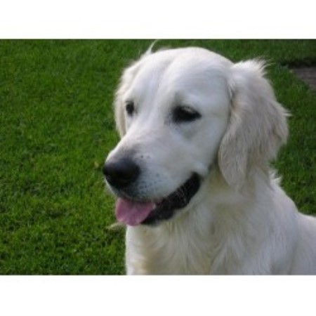 snowy paws golden retrievers snowy paw retrievers golden retriever breeder in west chicago illinois snowy paws golden retrievers snowy paw retrievers golden retriever breeder in west chicago illinois