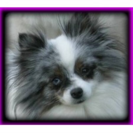 pomeranian breeders san diego pomeranian breeder san diego 19458 pomeranian breeders san diego pomeranian breeder san diego 19458