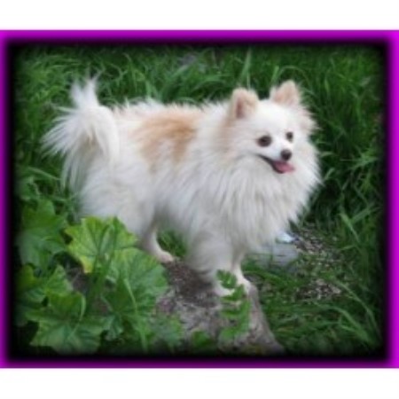 san diego pomeranian rescue poms pomeranian breeder in san diego california listing id 19458 san diego pomeranian rescue poms pomeranian breeder in san diego california listing id 19458