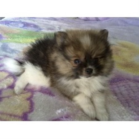 pomeranian rescue san diego great pyrenees haircut styles search results hairstyle galleries pomeranian rescue san diego great pyrenees haircut styles search results hairstyle galleries