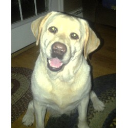 Labrador Retriever Breeder in Winterport, Maine