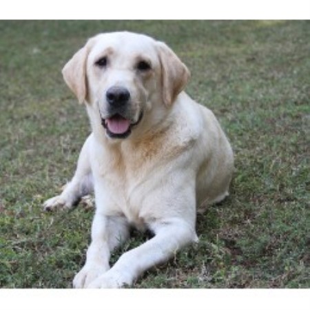 maine lab puppies big thunder kennels labrador retriever breeder in bangor maine maine lab puppies big thunder kennels labrador retriever breeder in bangor maine