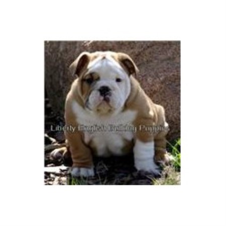 English Bulldog Breeder in Laharpe, Kansas