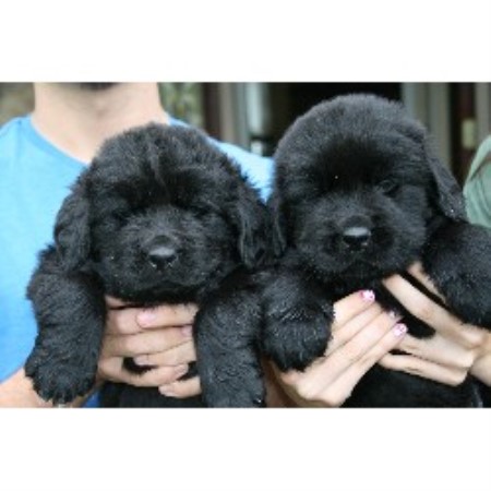 newfoundland puppies price newfoundland price newfoundland puppies price newfoundland price