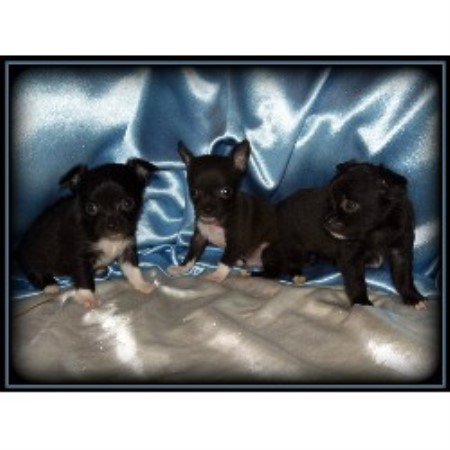 free puppies in saginaw mi coco s chihuahuas chihuahua breeder in saginaw michigan free puppies in saginaw mi coco s chihuahuas chihuahua breeder in saginaw michigan