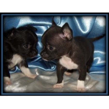 free puppies in saginaw mi coco s chihuahuas chihuahua breeder in saginaw michigan free puppies in saginaw mi coco s chihuahuas chihuahua breeder in saginaw michigan