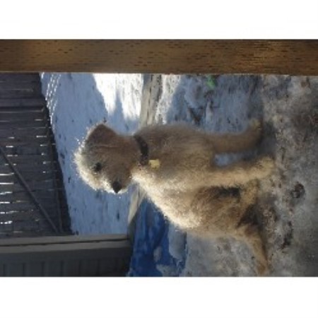 Goldendoodle Breeder in Didsbury, Alberta