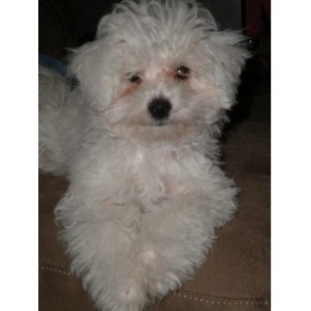 Bolognese Dog Breed Canada Bolognese Dog Breed Canada