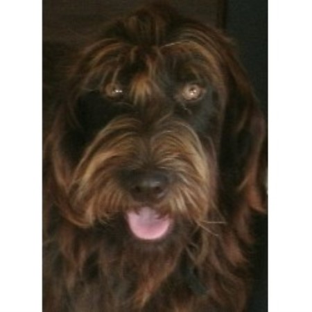 Labradoodle Breeder in Whitehall, Wisconsin