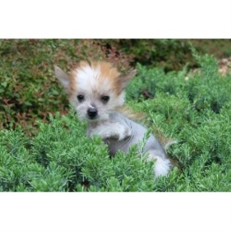 Chihuahua Breeder in Centre, Alabama