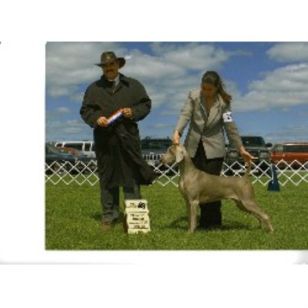 Weimaraner Breeder in Shannonville, Ontario