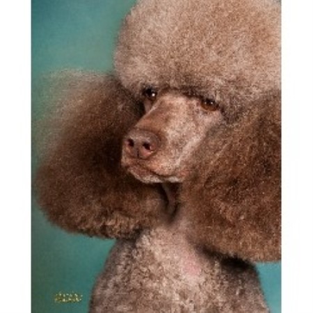 Poodle Standard Breeder in Boulder, Colorado