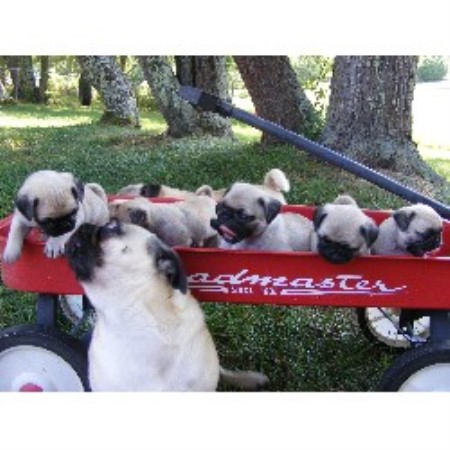 tennessee pug breeders pug breeder in kodak tennessee tennessee pug breeders pug breeder in kodak tennessee