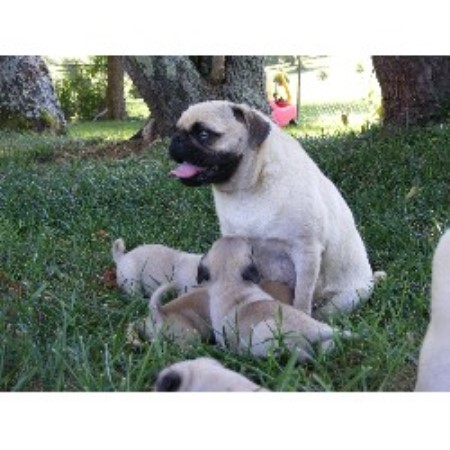 tennessee pug breeders pug breeder in kodak tennessee listing id 19514 tennessee pug breeders pug breeder in kodak tennessee listing id 19514