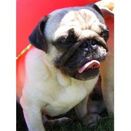 tennessee pug breeders pug breeder in kodak tennessee listing id 19514 tennessee pug breeders pug breeder in kodak tennessee listing id 19514