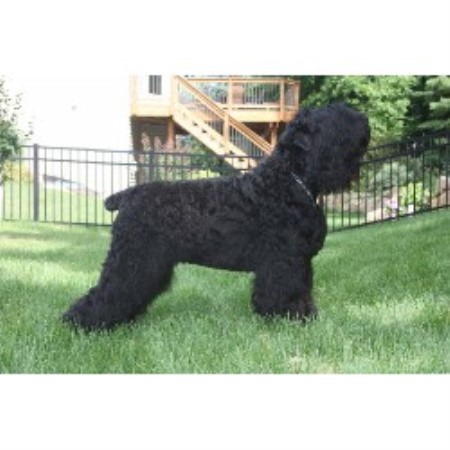 Black Russian Terrier Breeder in Eagan, Minnesota