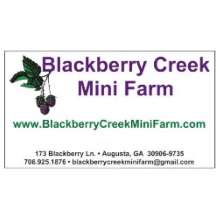 Dachshund Breeder in Augusta, Georgia