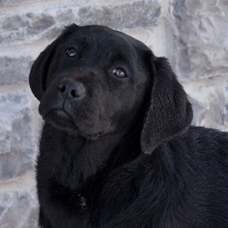 lab puppies iowa ironhill retrievers labradors labrador retriever breeder in maquoketa iowa lab puppies iowa ironhill retrievers labradors labrador retriever breeder in maquoketa iowa