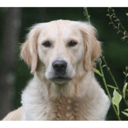 free puppies in iowa ironhill retrievers goldens golden retriever breeder in maquoketa iowa listing id free puppies in iowa ironhill retrievers goldens golden retriever breeder in maquoketa iowa listing id