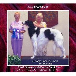 Borzoi Breeder in Rutherfordton, North Carolina