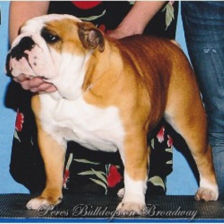 English Bulldog Breeder in La Harpe, Kansas