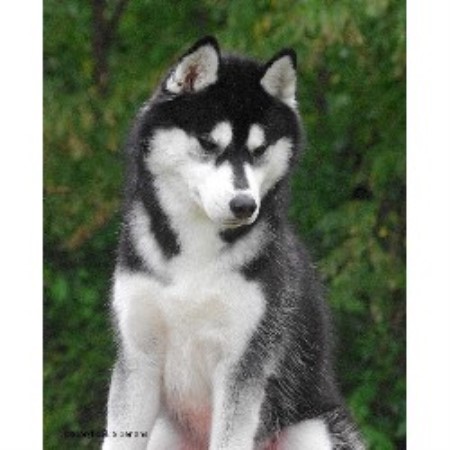 Siberian Husky Breeder in Glenford, Ohio