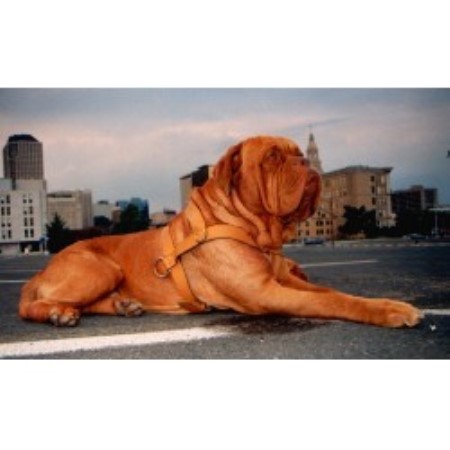 Dogue De Bordeaux Breeder in Andover, Connecticut