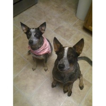 australian cattle puppies california australian cattle blue heeler heeler breeders in california freedoglistings australian cattle puppies california australian cattle blue heeler heeler breeders in california freedoglistings
