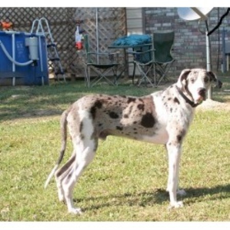 Great Dane Breeder in Carrollton, Mississippi