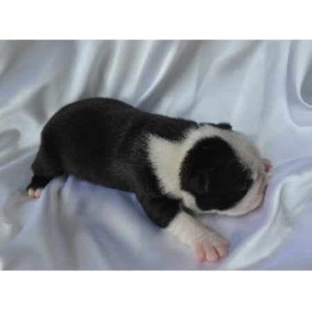 boston terrier puppies for sale in wv boston terrier breeders in west virginia breeds picture boston terrier puppies for sale in wv boston terrier breeders in west virginia breeds picture