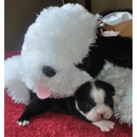 free boston terrier puppies in florida boston terrier breeders in florida freedoglistings breeds picture free boston terrier puppies in florida boston terrier breeders in florida freedoglistings breeds picture