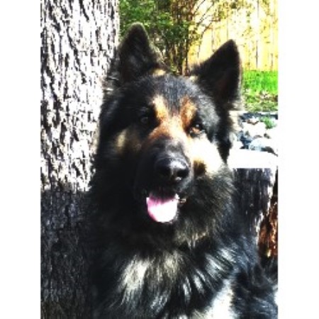German Shepherd Dog Breeder in Kaufman, Texas