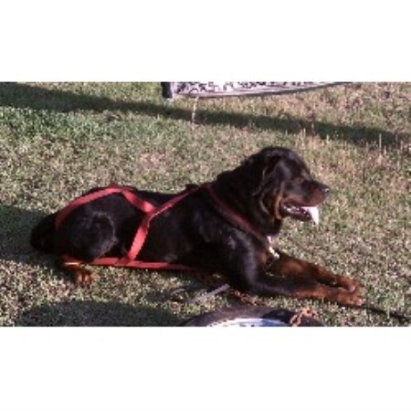 carolina rottweiler breeders der schatz rottweiler breeder in aiken south carolina carolina rottweiler breeders der schatz rottweiler breeder in aiken south carolina