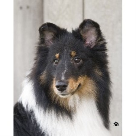 Shetland Sheepdog Breeder in Wadsworth, Ohio