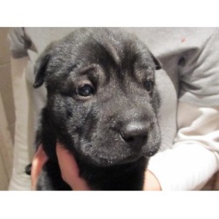 Chinese Shar Pei Breeder in Bennettsville, South Carolina