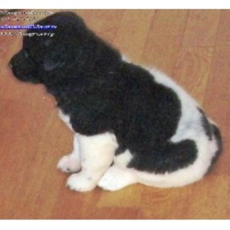 Akita Breeder in Opelika, Alabama