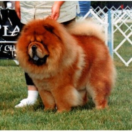 Chow Chow Breeder in Muskogee, Oklahoma