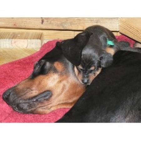 Doberman Pinscher breeder Kinross 19596