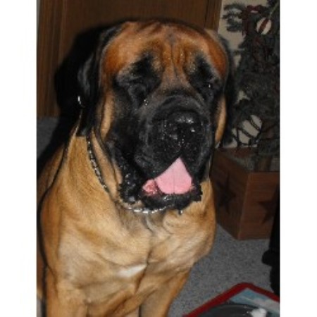 mastiff puppies ohio american mastiffs are registered with the breeds picture mastiff puppies ohio american mastiffs are registered with the breeds picture