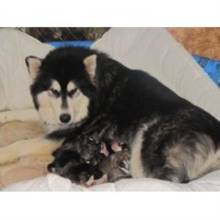 Alaskan Malamute Breeder in Rochester, New York