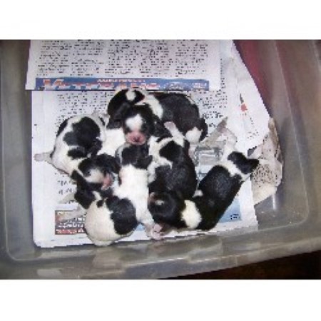 shih tzu rescue central florida miniloves puppies shih tzu breeder in lakeland florida listing id 19604 shih tzu rescue central florida miniloves puppies shih tzu breeder in lakeland florida listing id 19604