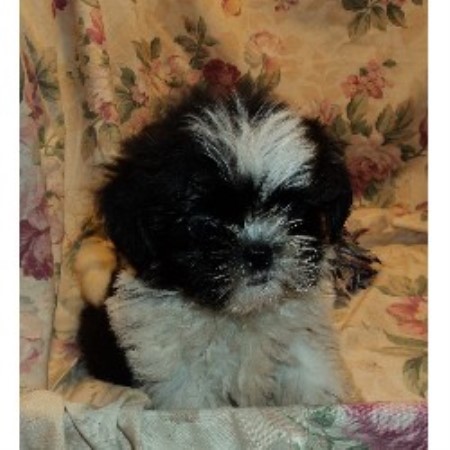 shih tzu breeder florida miniloves puppies shih tzu breeder in lakeland florida shih tzu breeder florida miniloves puppies shih tzu breeder in lakeland florida
