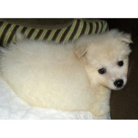 American Eskimo Dog Breeder in Gadsden, Alabama