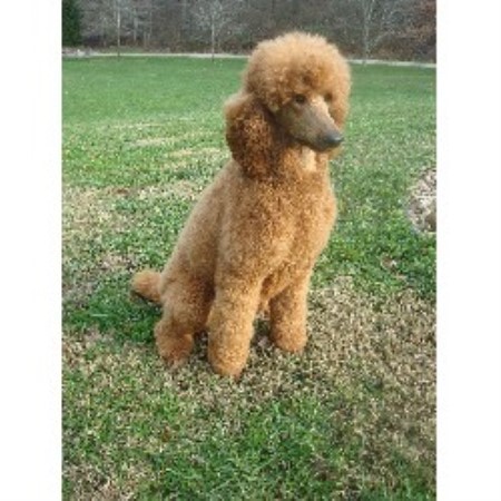 Poodle Standard Breeder in Portsmouth, Ohio