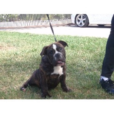 English Bulldog Breeder in Simi Valley, California