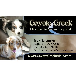 Miniature Australian Shepherd Breeder in Augusta, Kansas