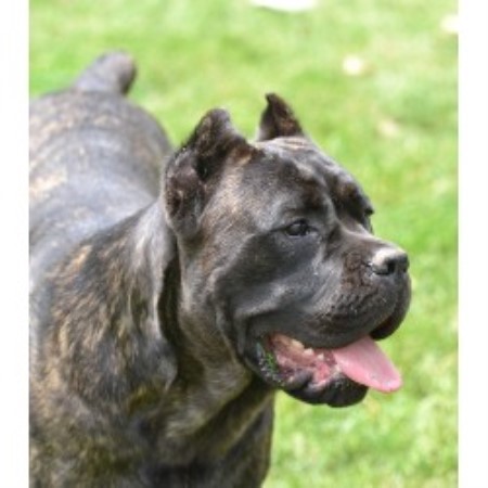 corso puppies ohio serafinacane corso corso breeder in hartville ohio listing id 19618 corso puppies ohio serafinacane corso corso breeder in hartville ohio listing id 19618