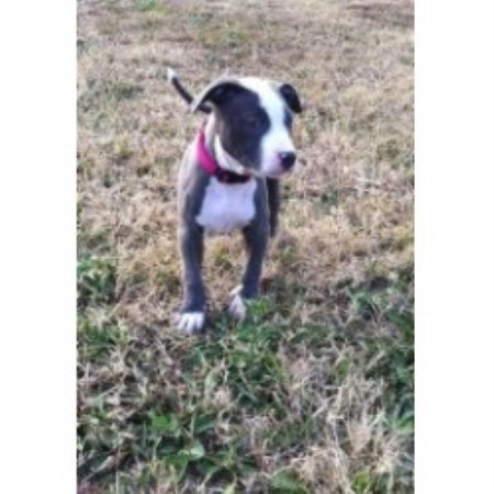 American Pit Bull Terrier Breeder in Orlinda, Tennessee