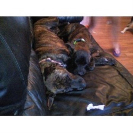 American Staffordshire Terrier breeder Orlinda 19625