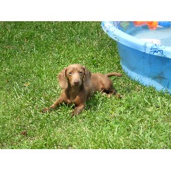 Dachshund Breeder in Taylorville, Illinois